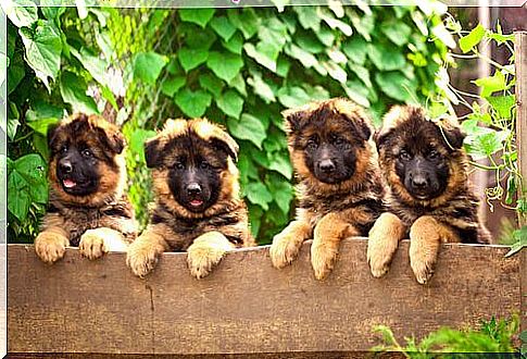 puppies over fence