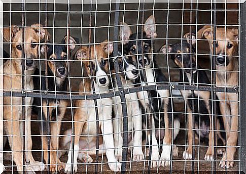 Dogs at an animal shelter