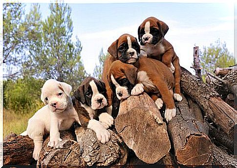 Puppies on wood pile for firewood