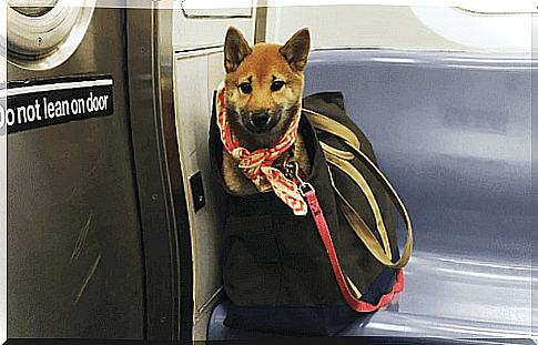 How do owners get their dogs on the New York subway?