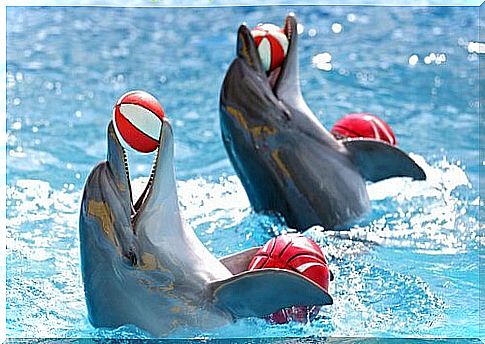 How is dolphin training