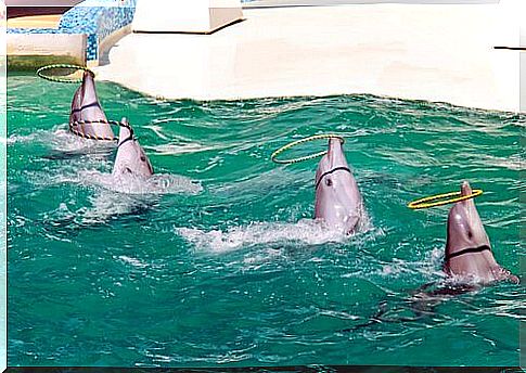 dolphins