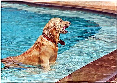 How long can your dog stay in the pool?