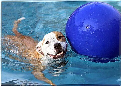 dog in pool with ball