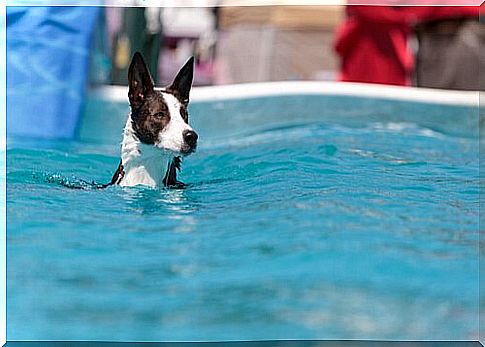 swimming for dogs