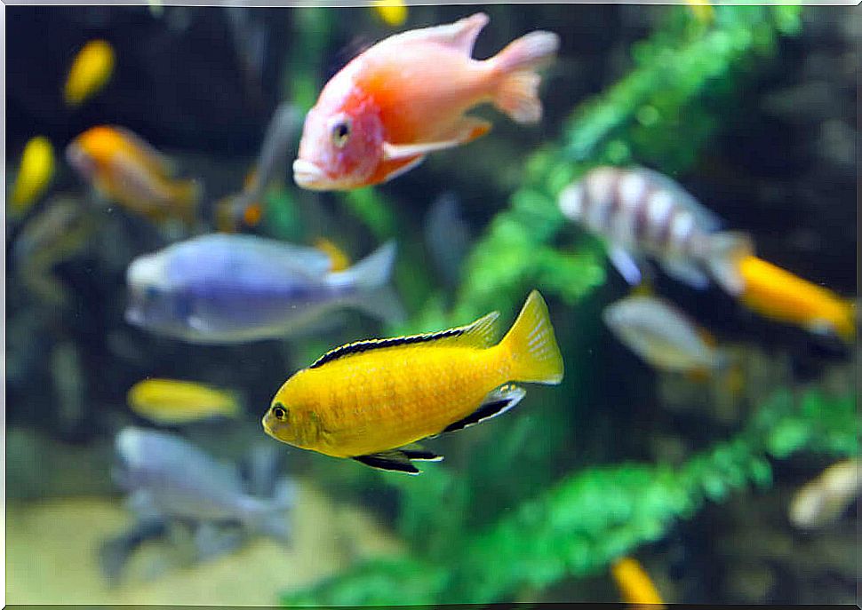 fish swimming in aquarium