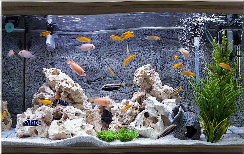 fish tank