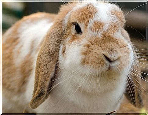 How many types of domestic rabbits are there?