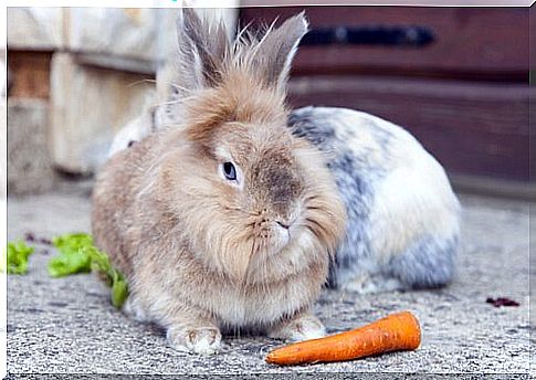 types of rabbits: the lion's head rabbit