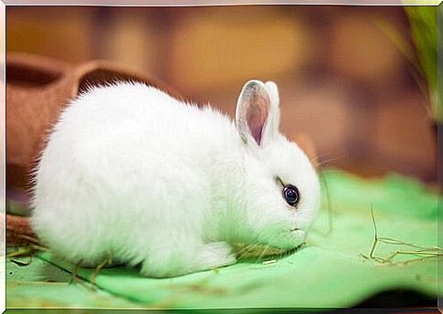 dutch dwarf rabbit