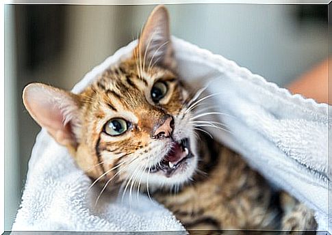 How to get rid of a cat's stench without bathing it