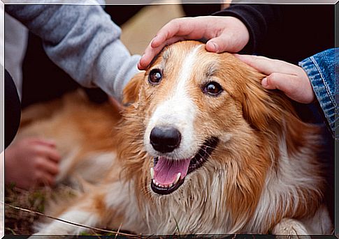 greeting a dog