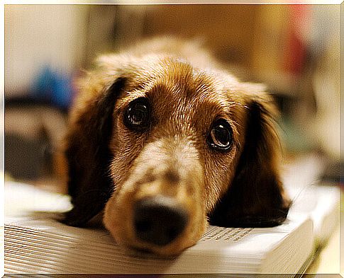 dog lying on top of a book