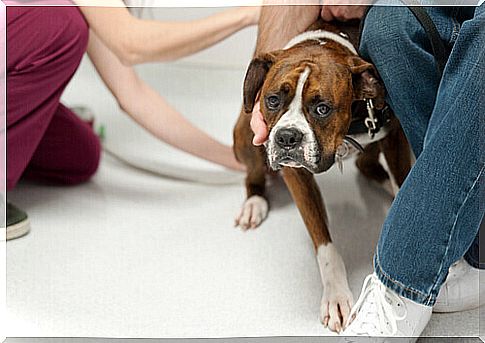 How To Help Your Dog Overcome Fears