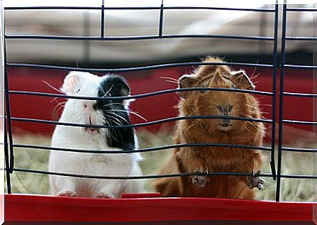 How to improve a guinea pig's cage