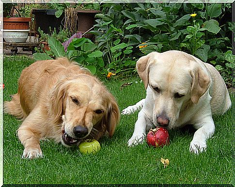 dogs eating apple