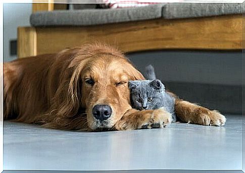 dog and cat embraced