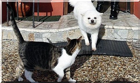 cão e gato