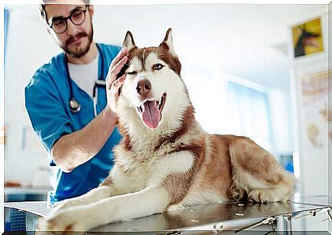 dog at the veterinarian