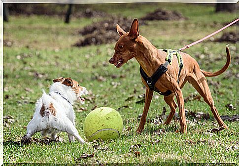 dog threatening another smaller dog