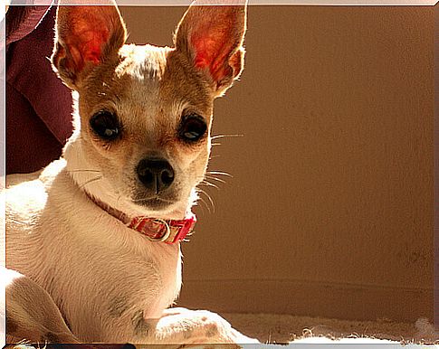 Chihuahua Characteristics