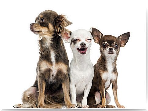 Chihuahuas