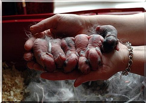 bunny puppies