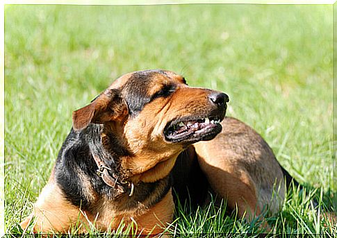 Causes of stress in dogs?