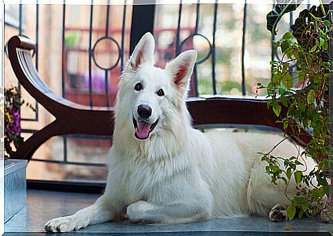 What precautions to take with your pet if you have a balcony at home