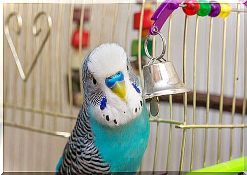 The ideal environment for parakeets