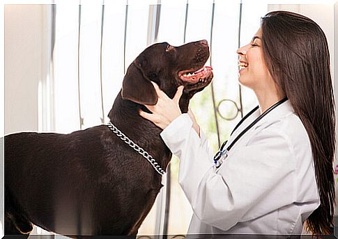 Dog and veterinarian