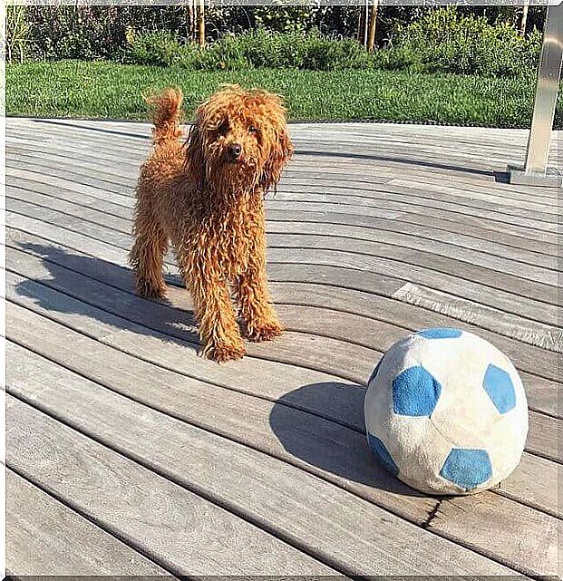 puppy with ball