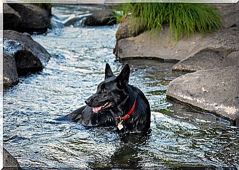 Is it allowed to take a dog to a river?