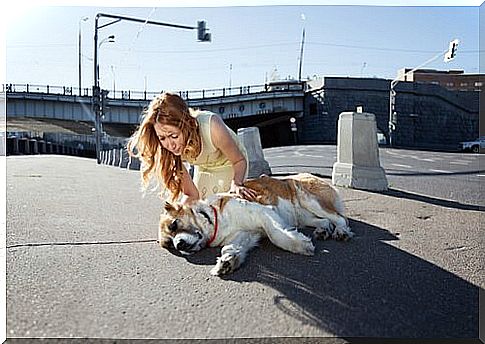 dog with heat stroke