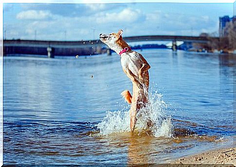 dog bathing in the river