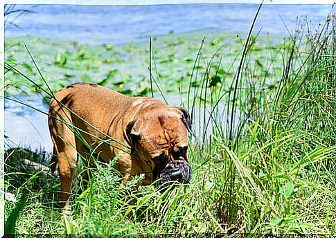 Is it normal for a dog to eat grass?