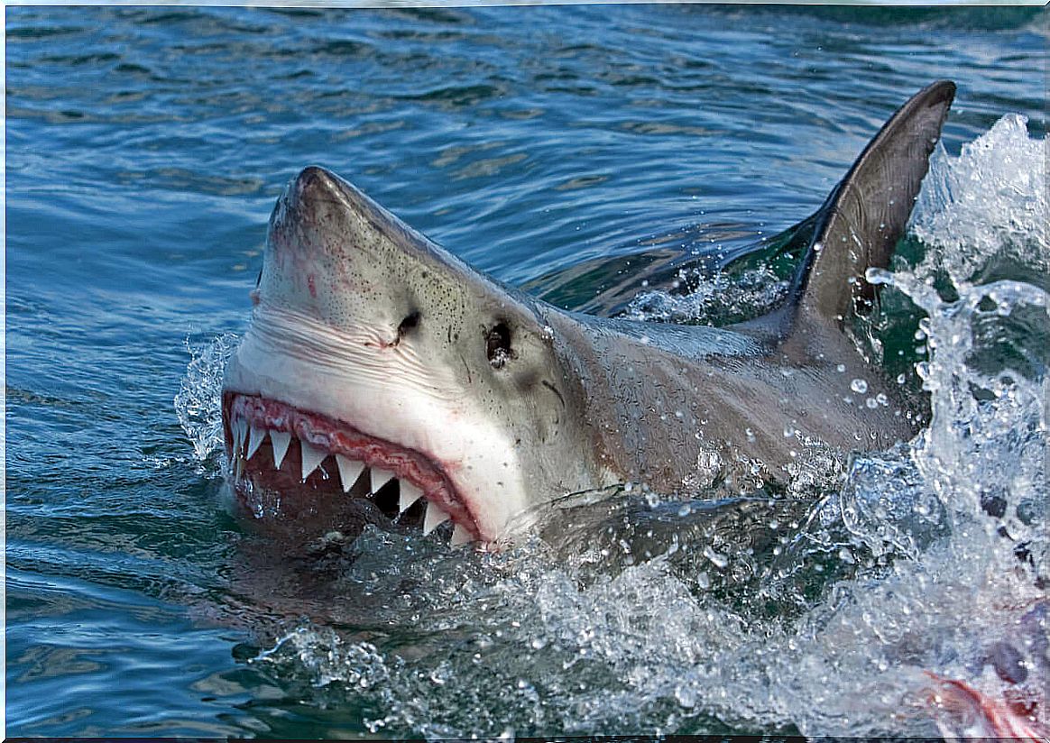 the myth that sharks don't get sick