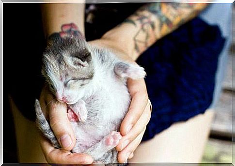 Kitten Lady taking care of an orphan kitten