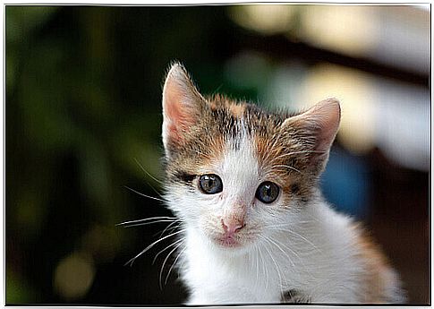 Kitten used as a toy for dogs is rescued