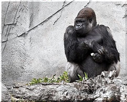 Koko the talking gorilla