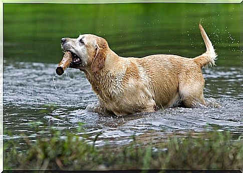 Origem do Labrador