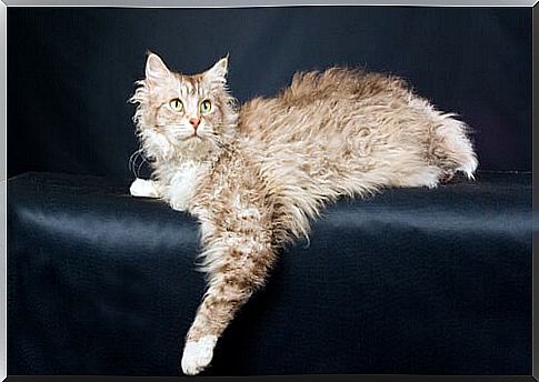 LaPerm, a curly-haired kitten