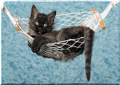 LaPerm kitten lying in a hammock