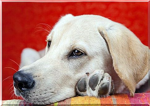 Know the main causes of lethargy in dogs