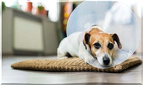 Dog with Elizabethan collar