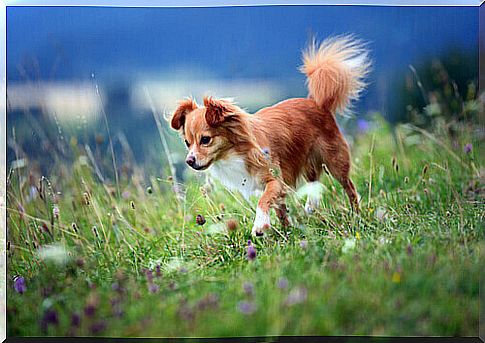 Chihuahua dog-tail-movements