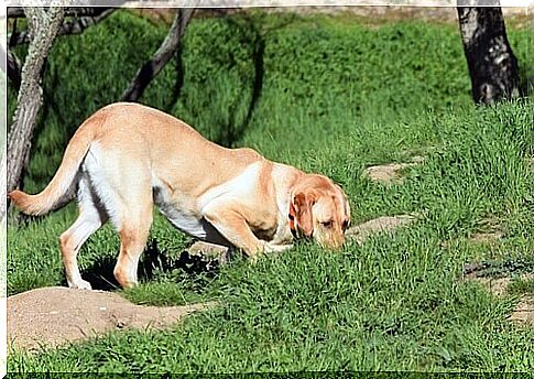 Learn how to teach your dog to track