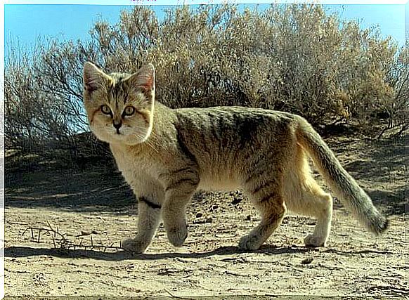 desert cat