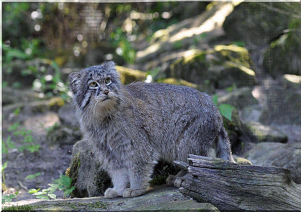 pallas cat