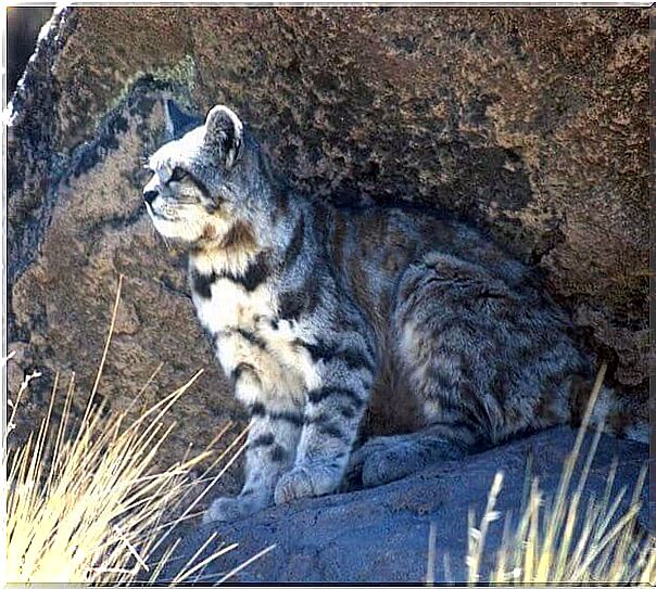 Andean cat